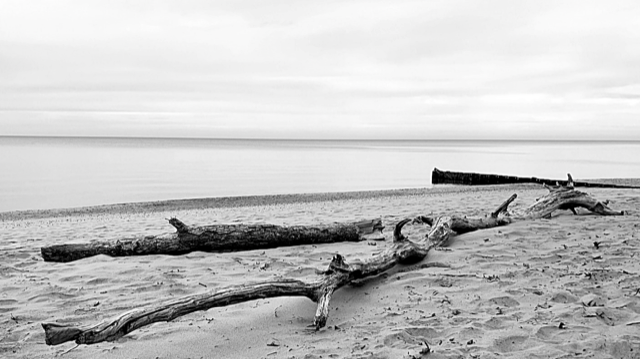 black and white photo of driftwood on the sandy beach